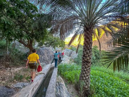 Palmen im Oman - Wüste und Meer im Oman