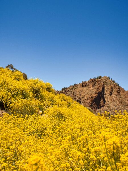 Wandern Teneriffa Teide