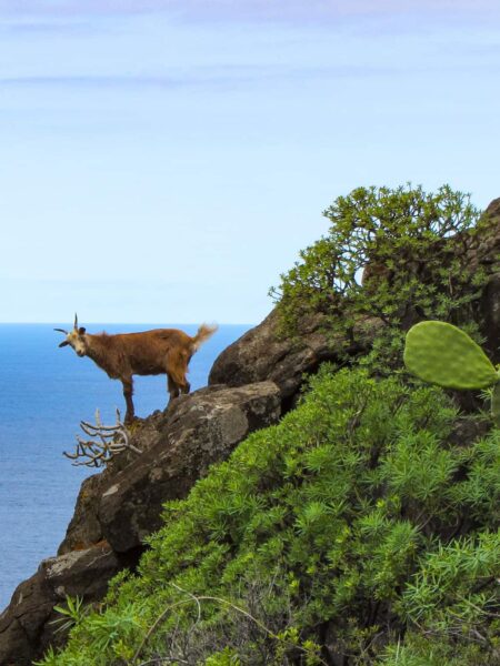 Wandern auf La Palma