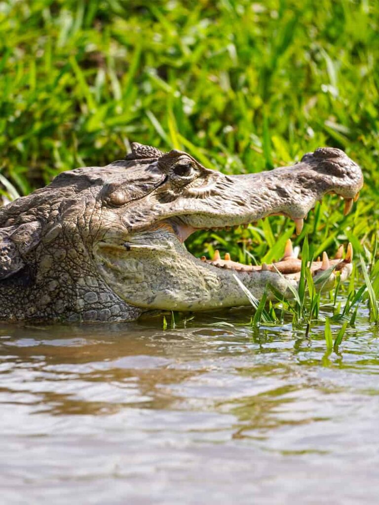 Wandern in den Nationalparks von Costa Rica - Krokodil