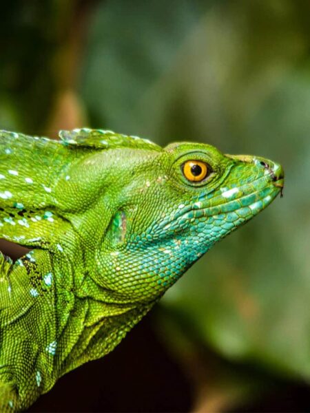 Wandern in den Nationalpark von Costa Rica - Strinlappenbasilisk