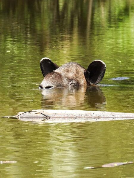 Costa Rica Wandern in Nationalparks - Tapir im Wasser