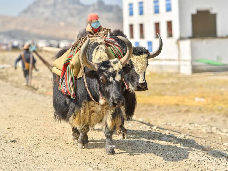 Weltweitwandern in Langtang, Nepal - Yaks