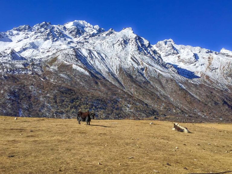 Wandern in Langtang, Nepal - Yaks grasen auf einer Wiese