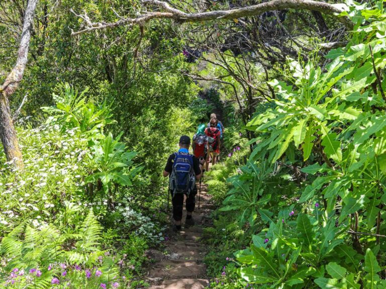 Weltweitwandern, Madeira Wandern im Wald